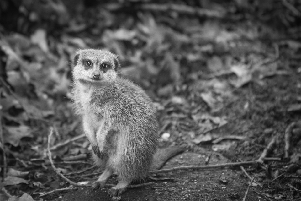 Burgers Zoo