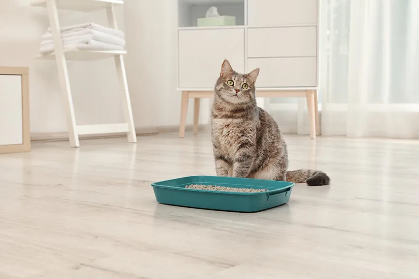 Review catsan natural, biologisch afbreekbare kattenbakvulling kopen