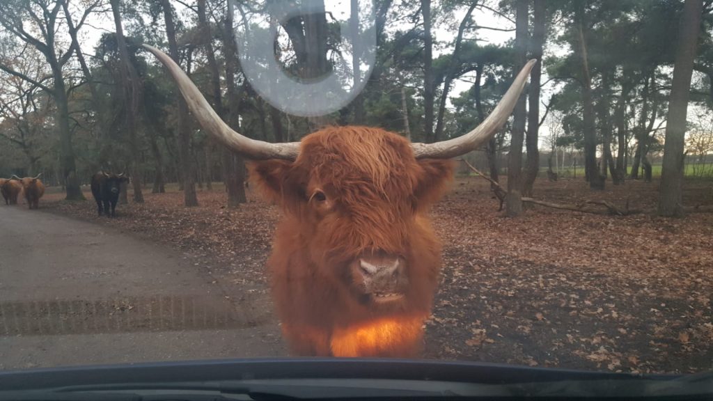 Autosafari Safaripark Beekse Bergen