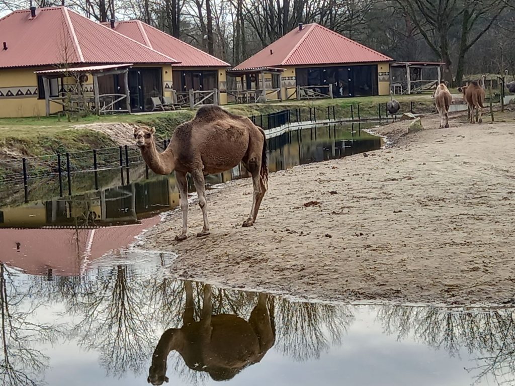 Savanne Lodge Safaripark Beekse Bergen, slapen in de dierentuin